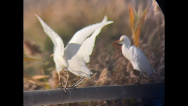 Western Cattle Egret - ML499830011