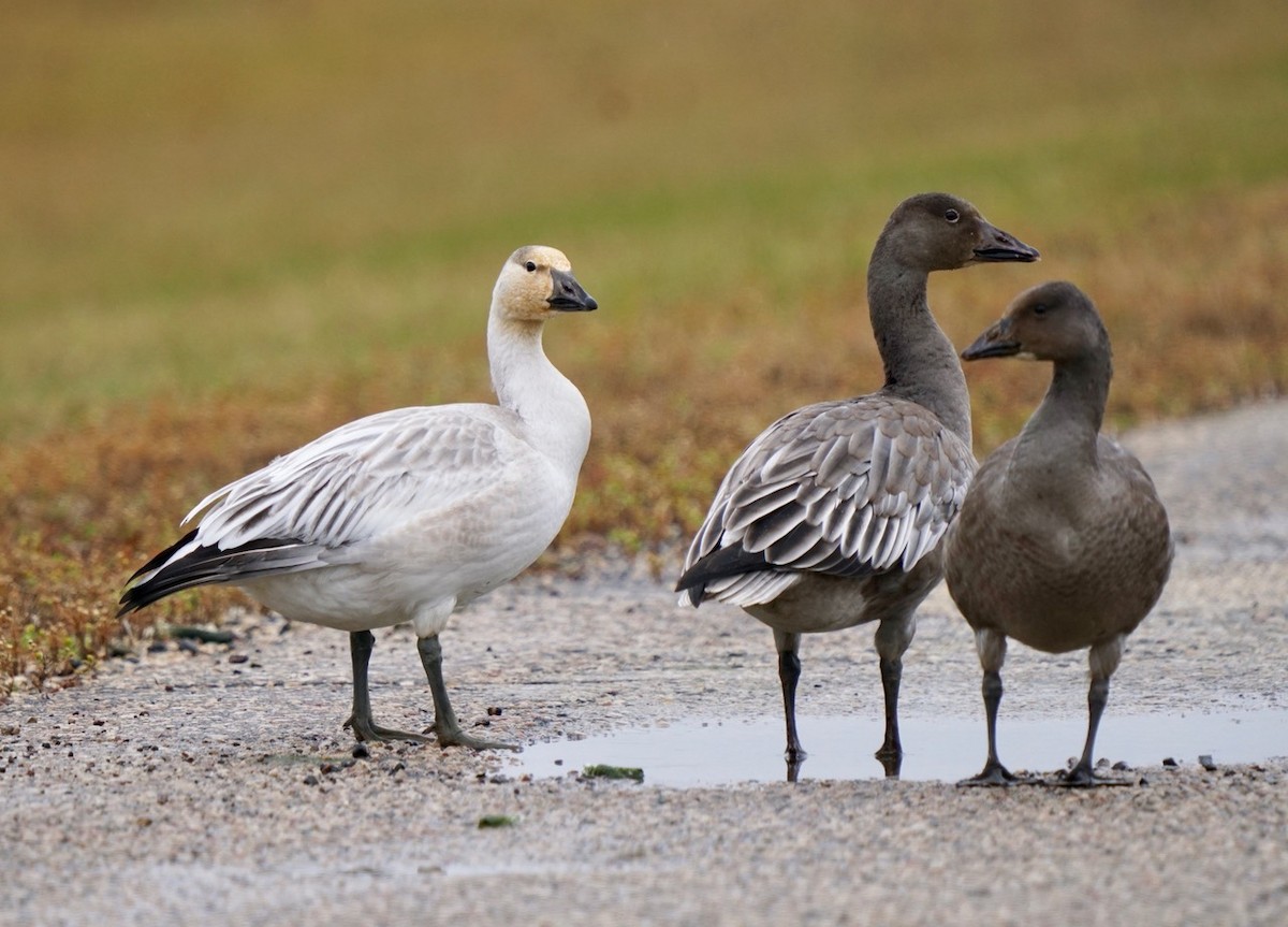 Snow Goose - ML499830401