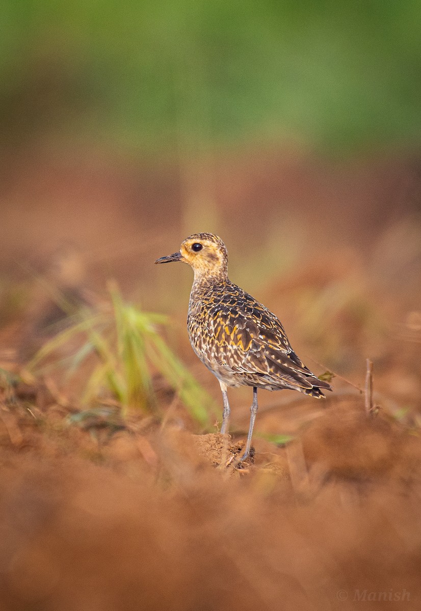 Pacific Golden-Plover - ML499830501