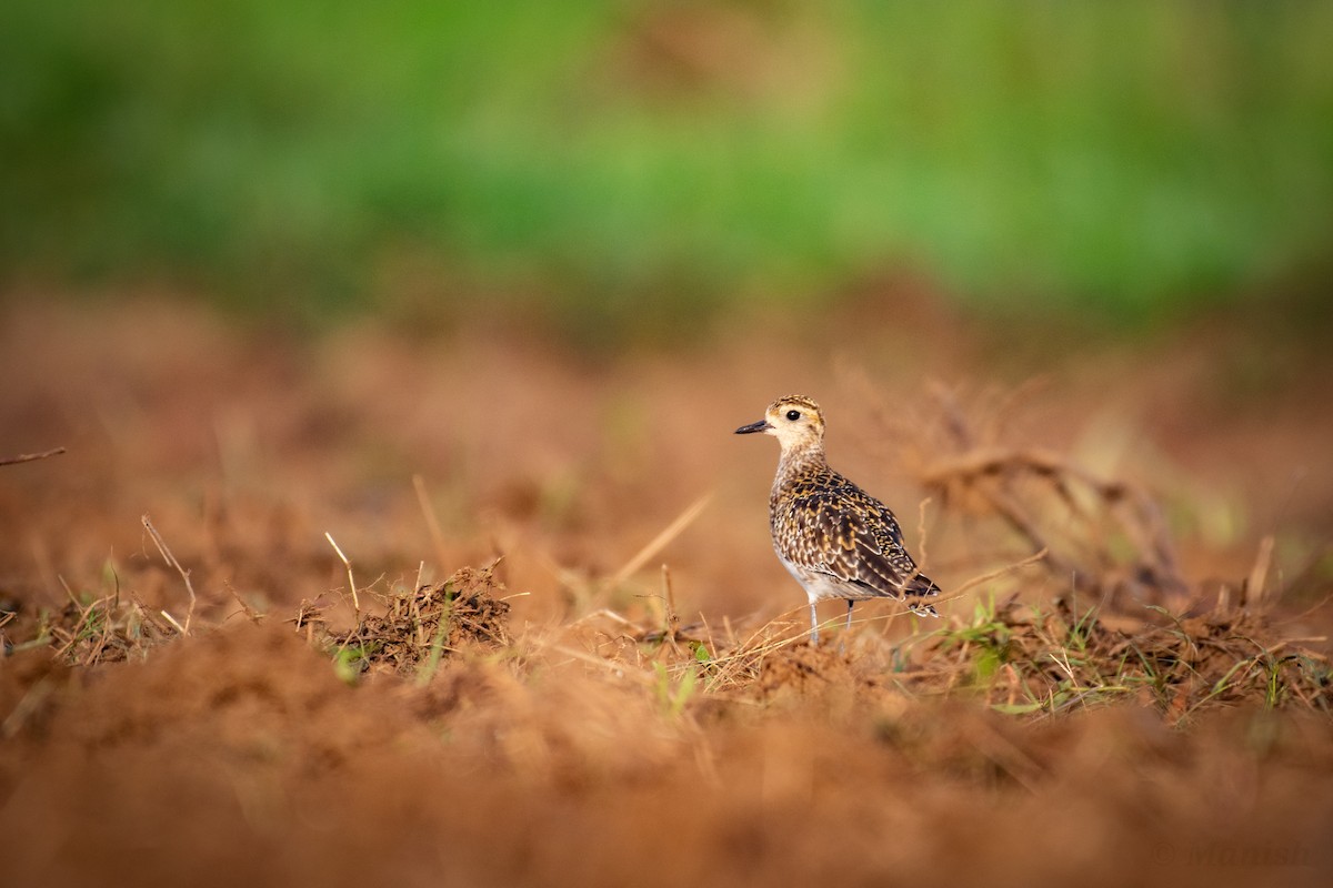 Pacific Golden-Plover - ML499830511