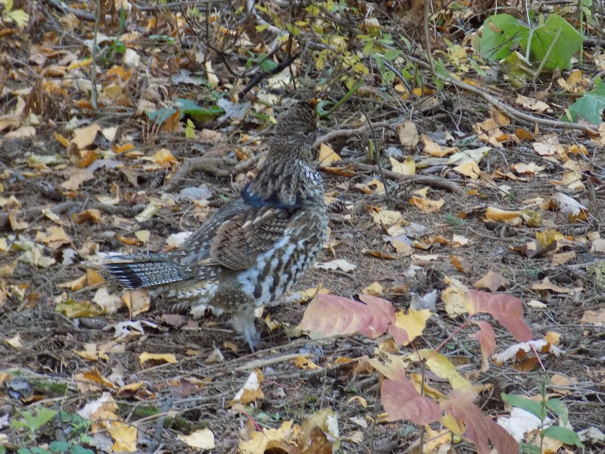 Ruffed Grouse - ML499831721