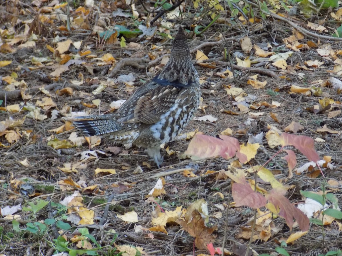 Ruffed Grouse - jonathan berger