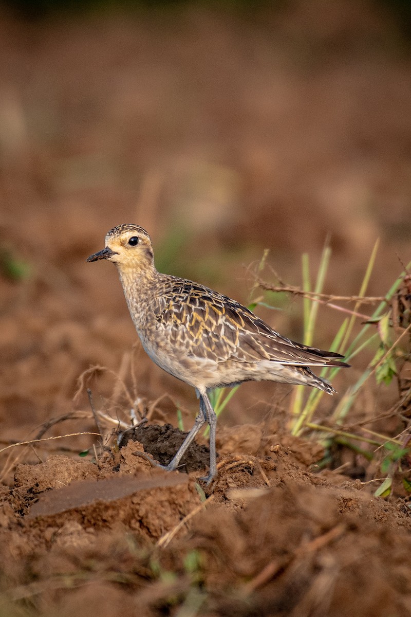 Pacific Golden-Plover - ML499831951