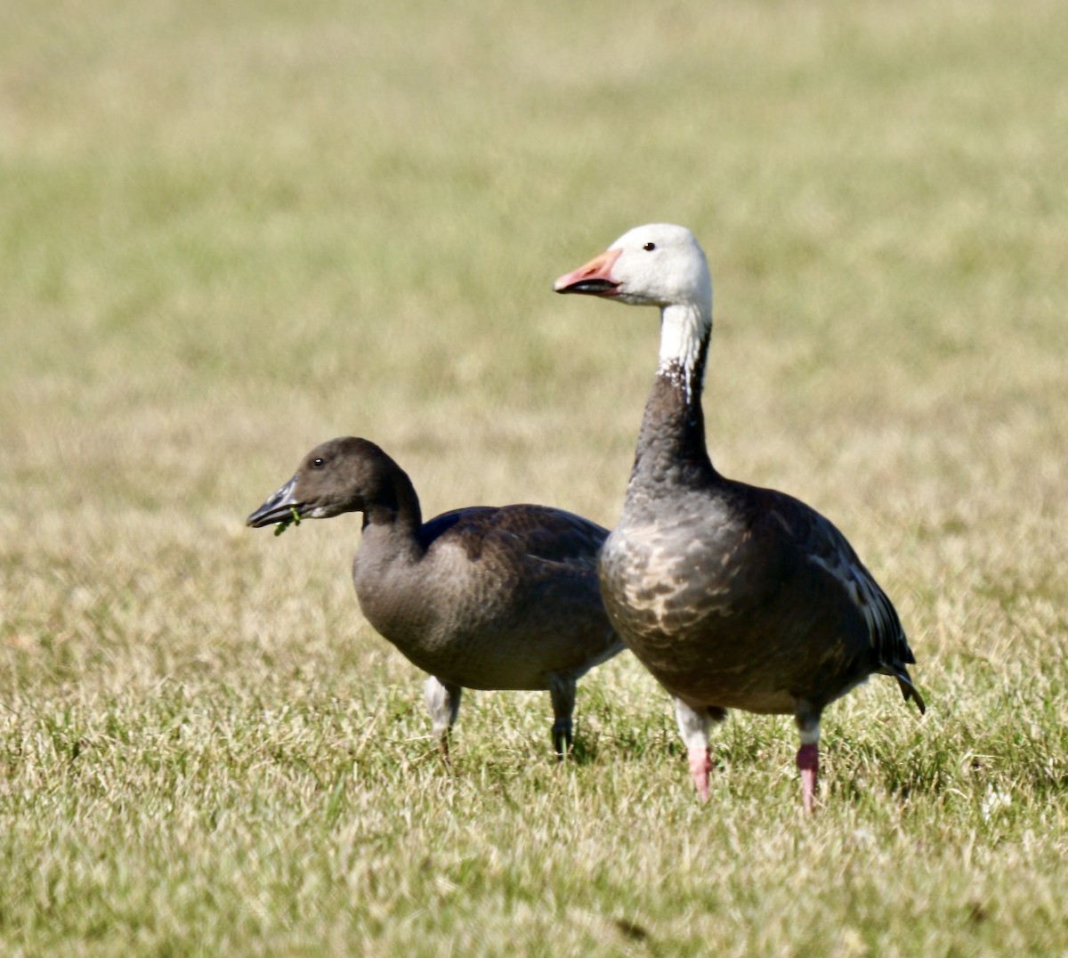 Snow Goose - ML499833021