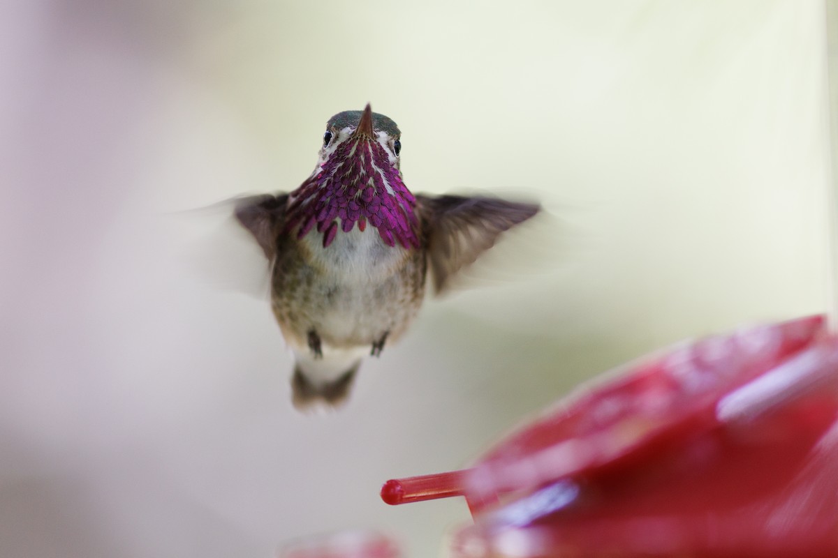 Calliope Hummingbird - Nathan Goldberg