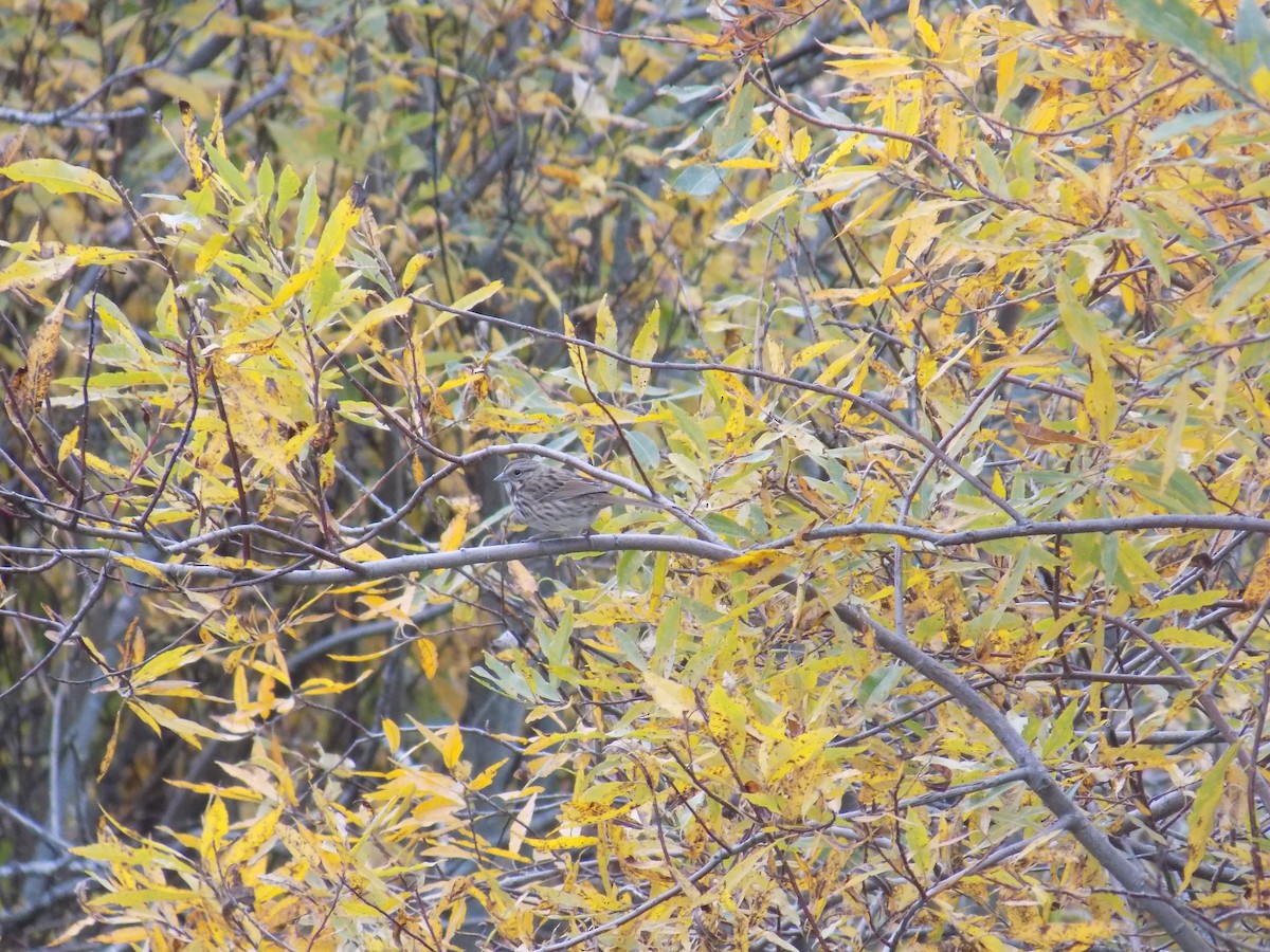 Song Sparrow - ML499835681