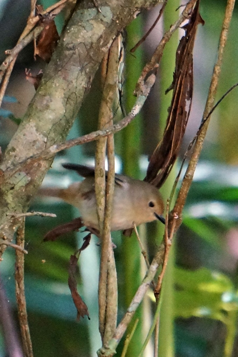 Large-billed Scrubwren - ML49983621