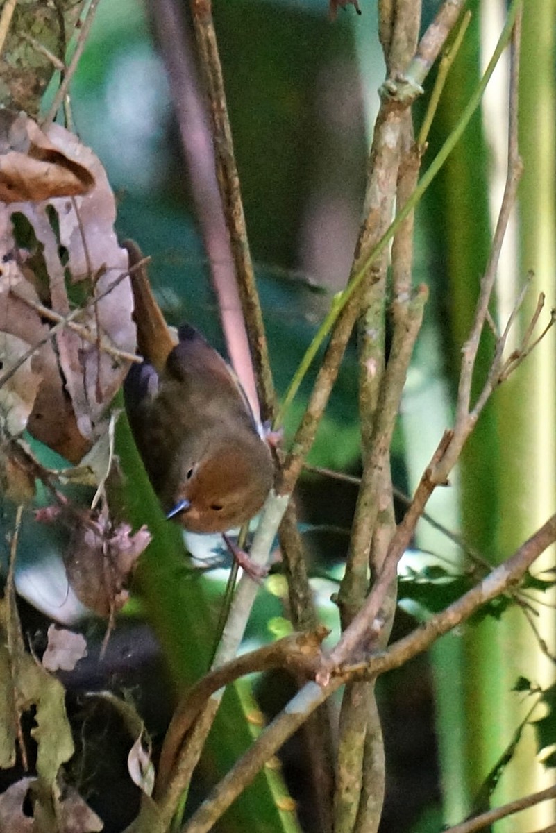 Large-billed Scrubwren - ML49983631