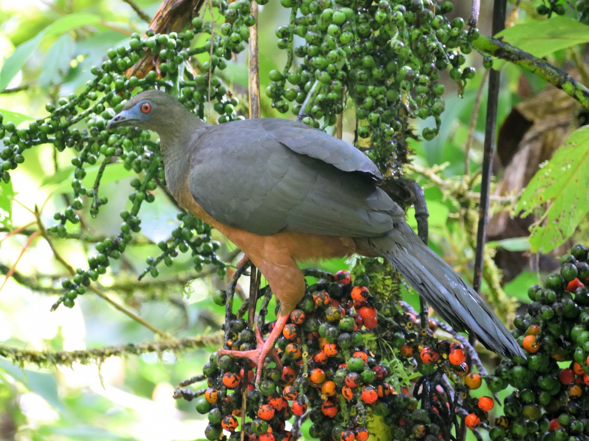 Sickle-winged Guan - Jeronimo Giraldo