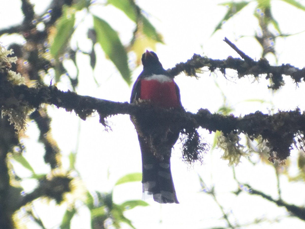 Trogon masqué - ML499838431