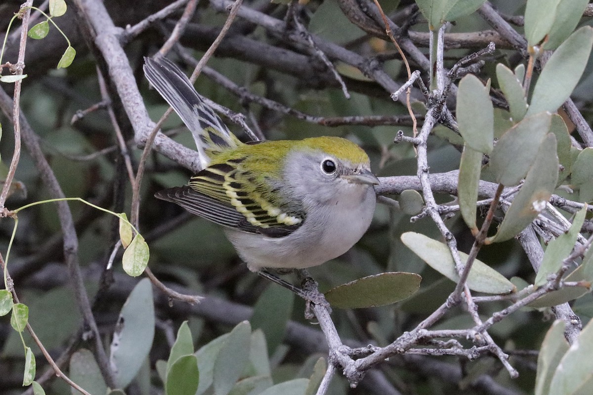 Chestnut-sided Warbler - ML499838501