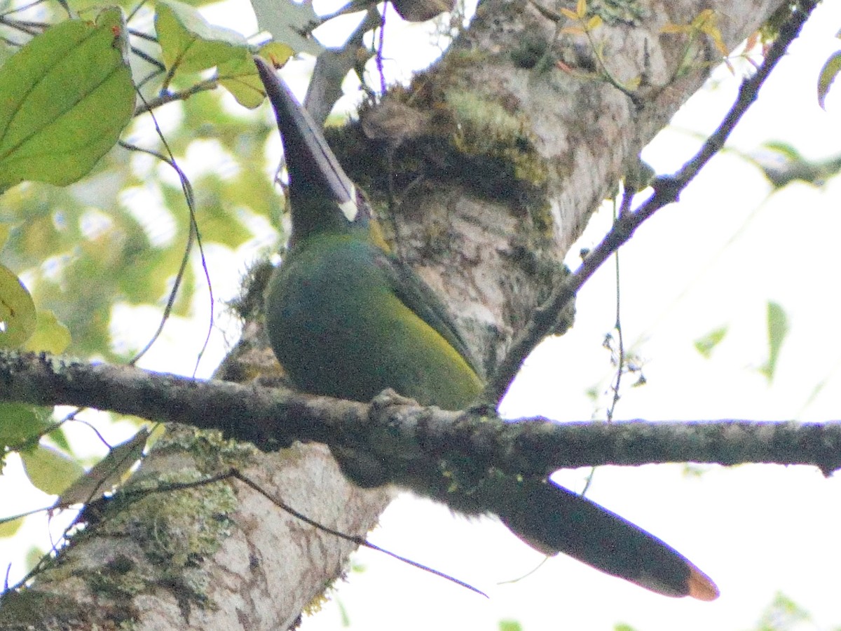 Crimson-rumped Toucanet - ML499838601