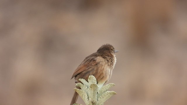 Streak-backed Canastero (Streak-backed) - ML499838611