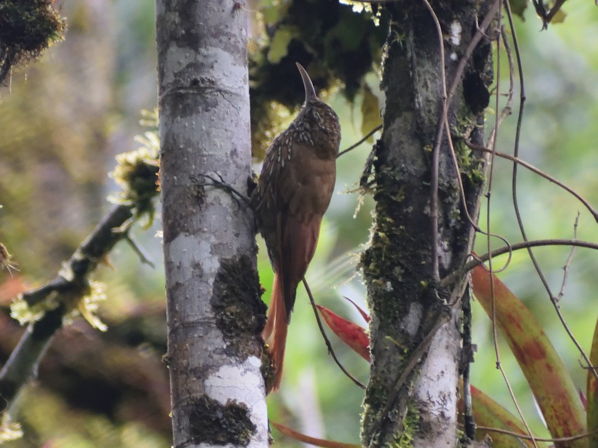 Montane Woodcreeper - ML499838721