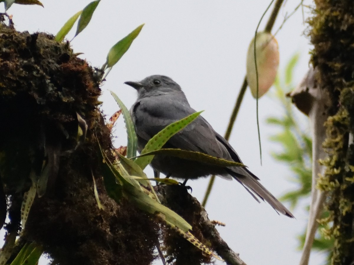 Dusky Piha - ML499838781