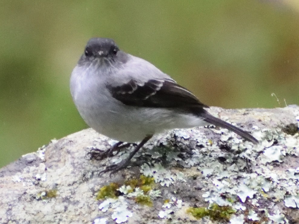 Torrent Tyrannulet - ML499838901