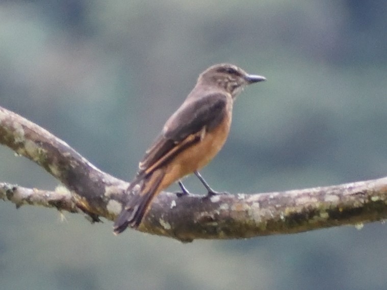 Streak-throated Bush-Tyrant - Jeronimo Giraldo