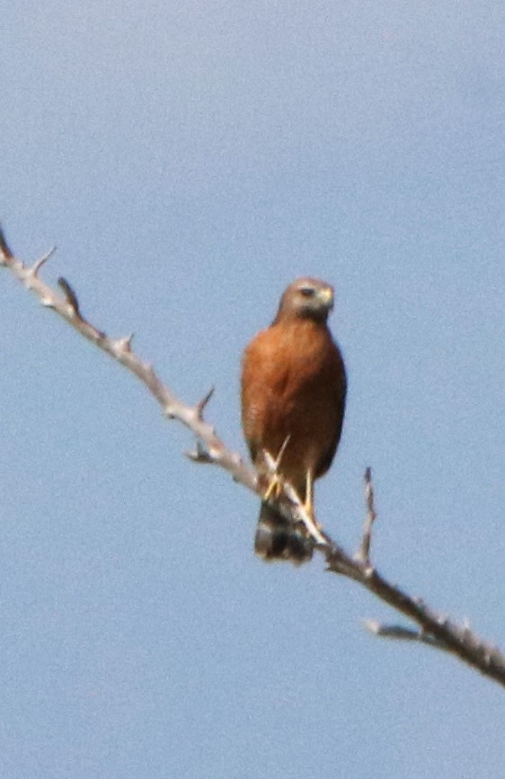 Red-shouldered Hawk - ML499839041