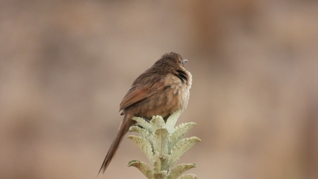 Streak-backed Canastero (Streak-backed) - ML499839211