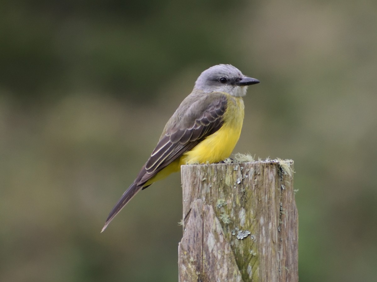 Tropical Kingbird - ML499839241