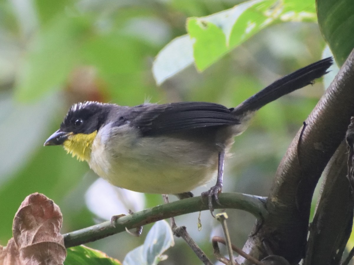 White-naped Brushfinch - ML499839301