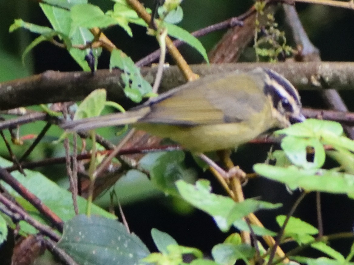 Three-striped Warbler - ML499839381