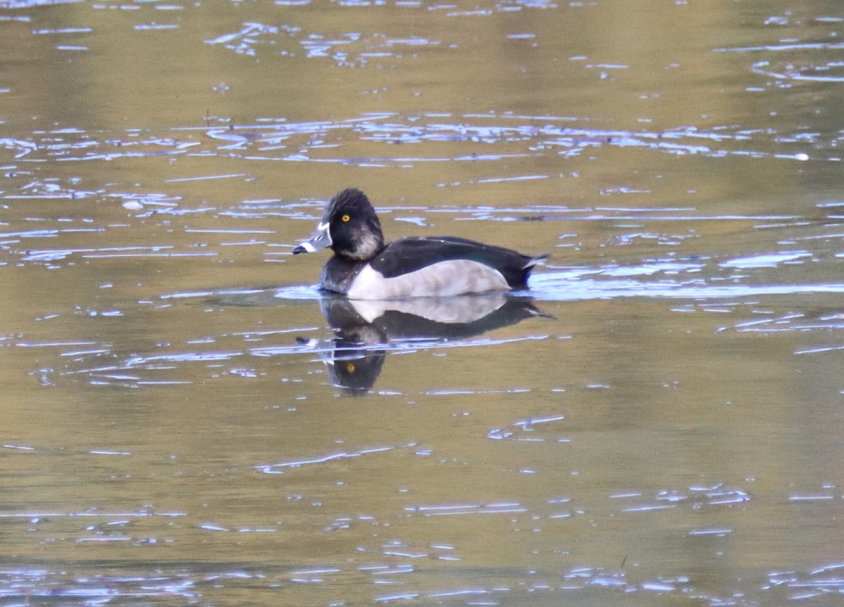 Ring-necked Duck - ML499841181