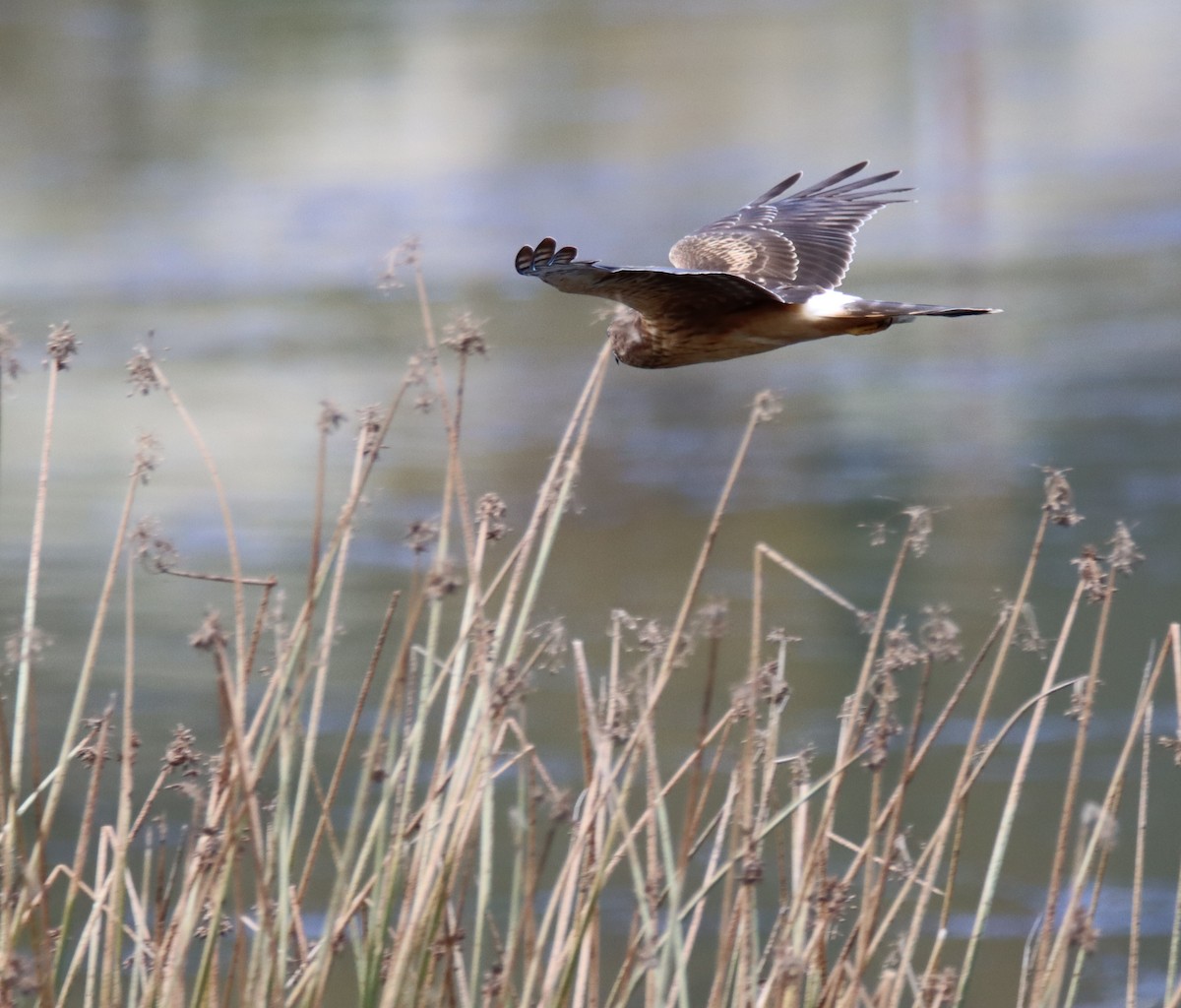 Northern Harrier - ML499841541