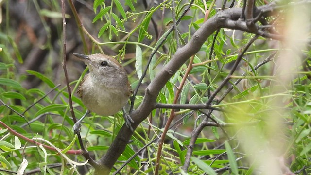 Creamy-breasted Canastero (Pale-tailed) - ML499841791