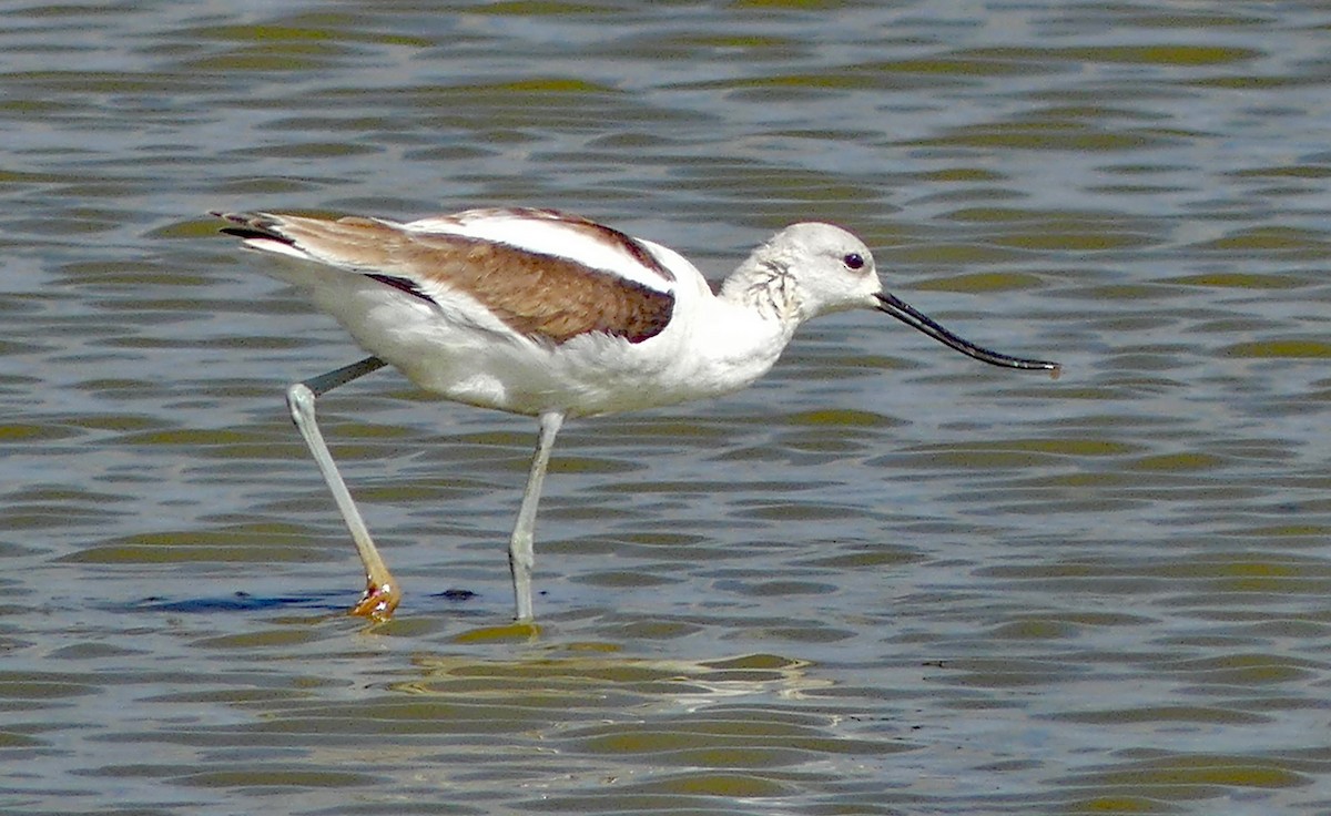 American Avocet - ML499844241