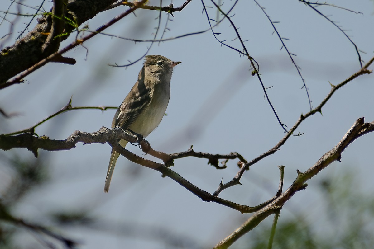 White-crested Elaenia - ML499845861