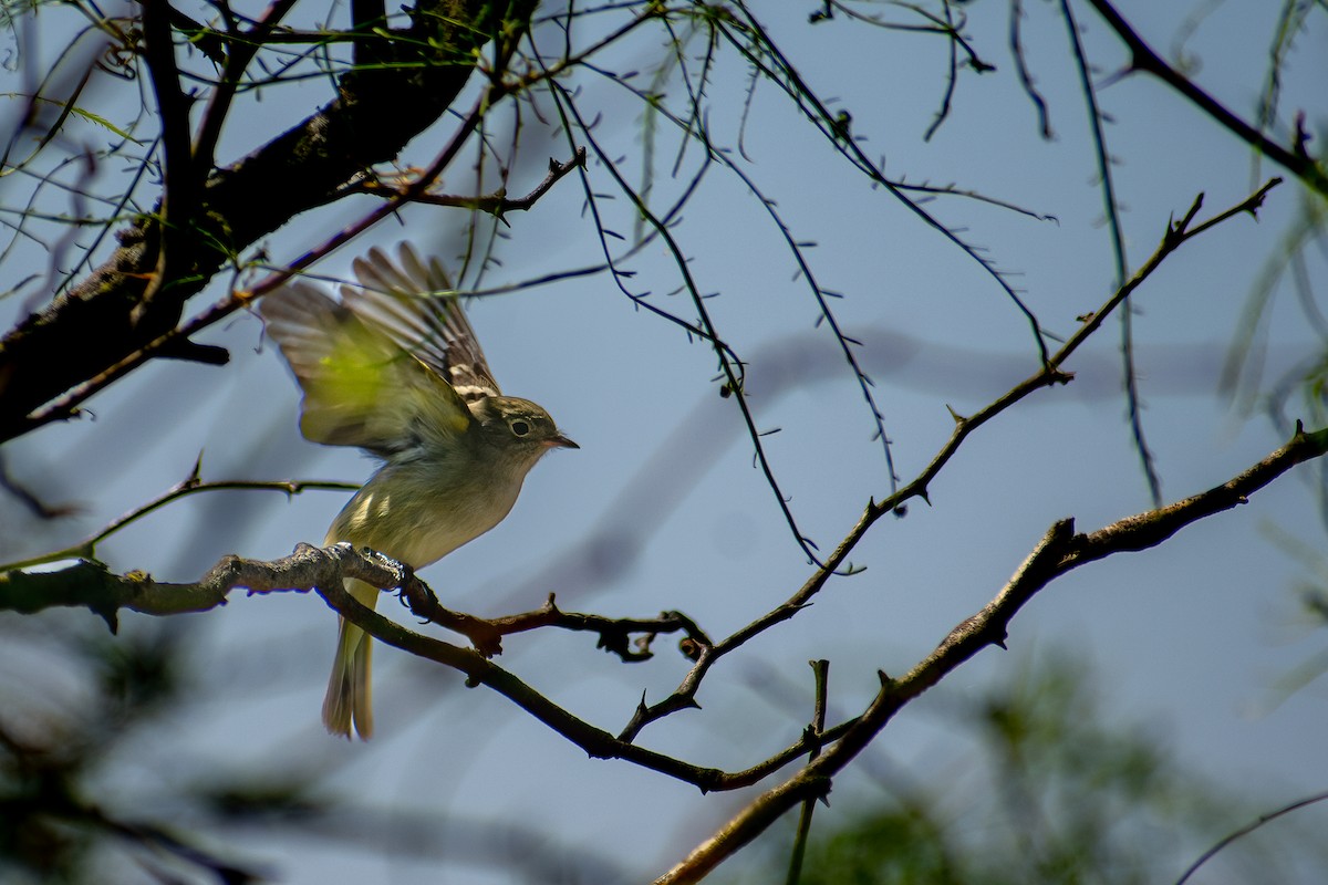 White-crested Elaenia - ML499846801