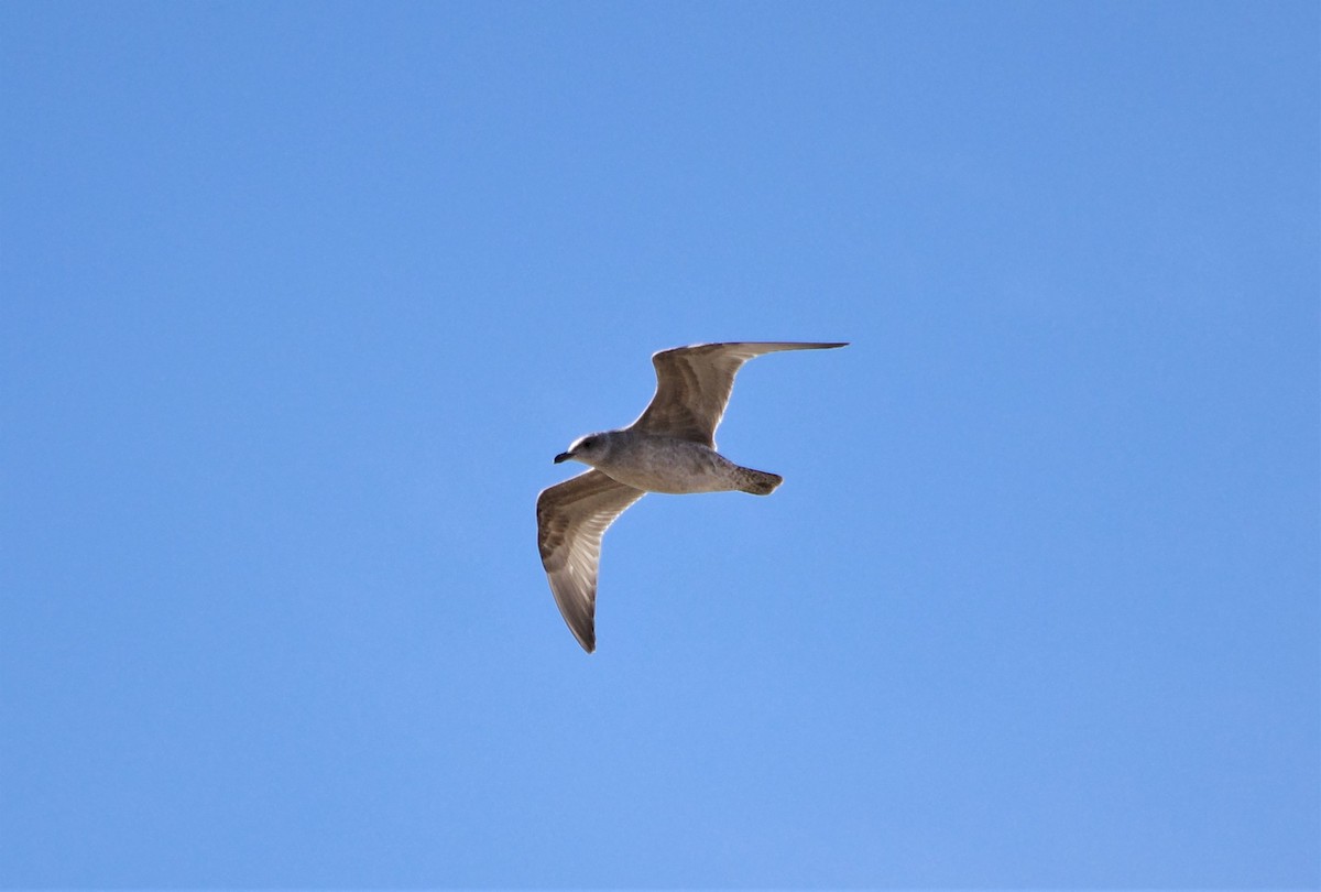 Iceland Gull (Thayer's) - ML499847381