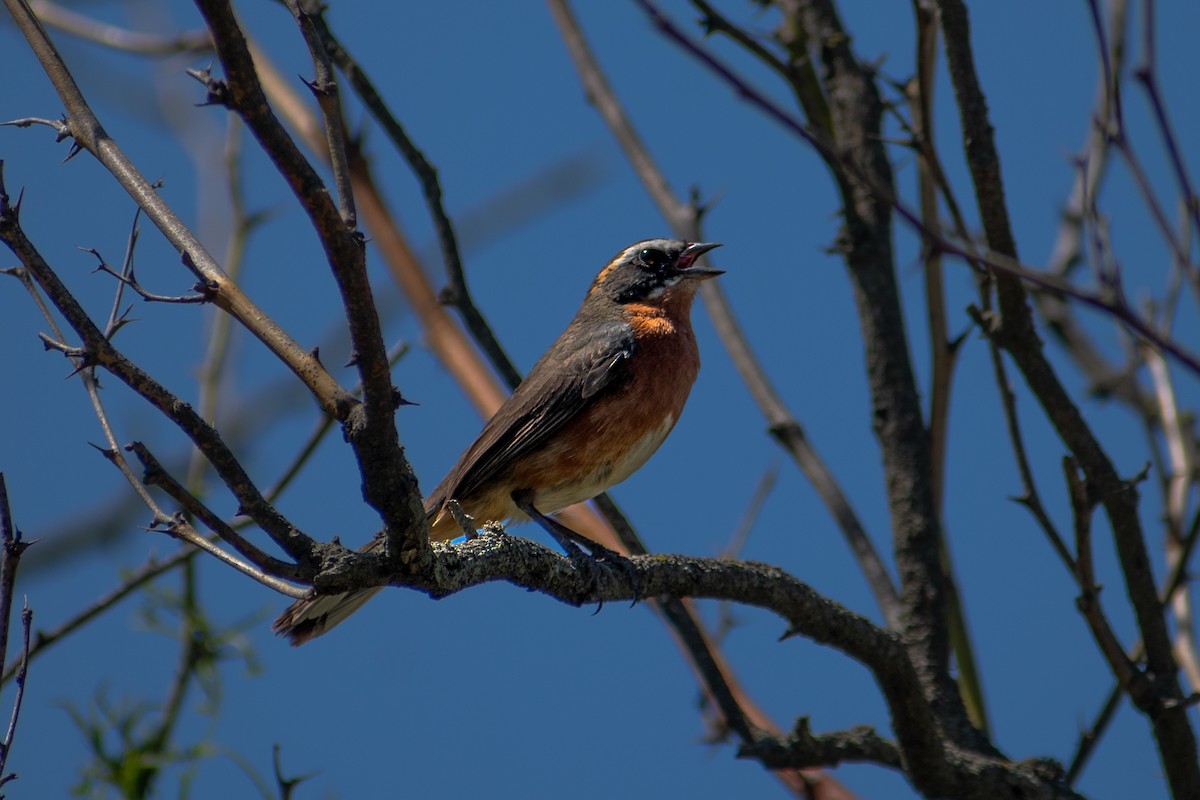 Black-and-rufous Warbling Finch - ML499848331