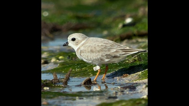 Piping Plover - ML499848711