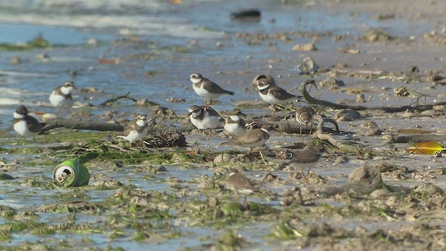 Semipalmated Plover - ML499849451
