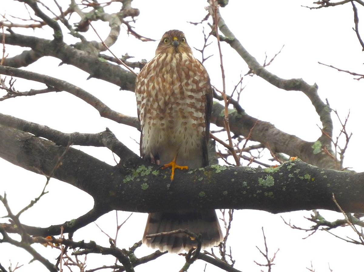 Sharp-shinned Hawk - ML499850011