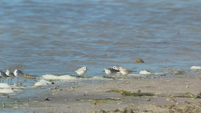 Piping Plover - ML499850321