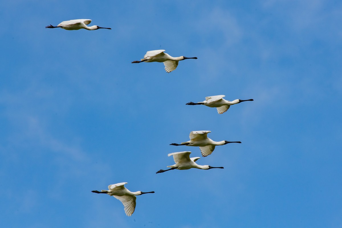 Royal Spoonbill - Jonathan Tickner