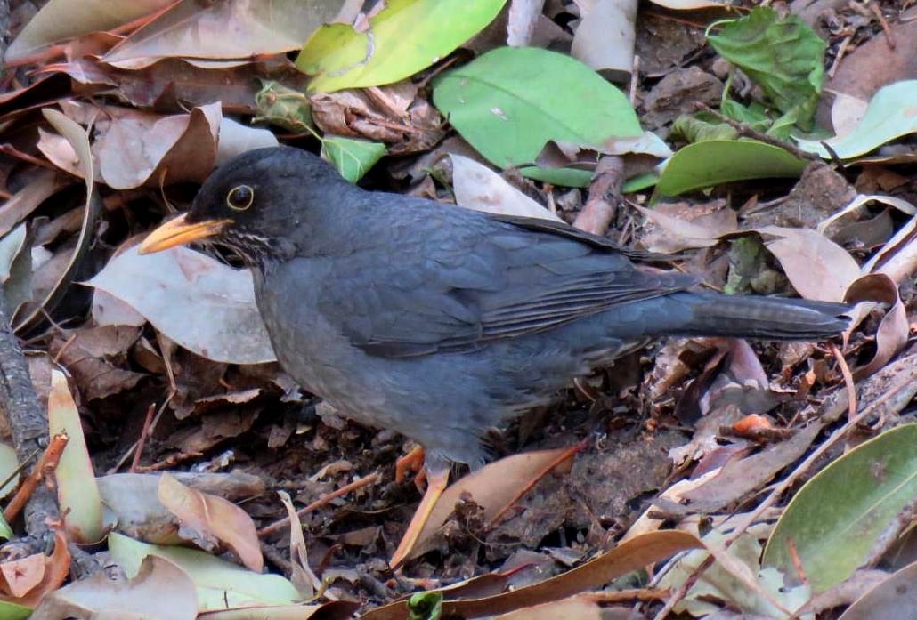 Andean Slaty Thrush - Darío González