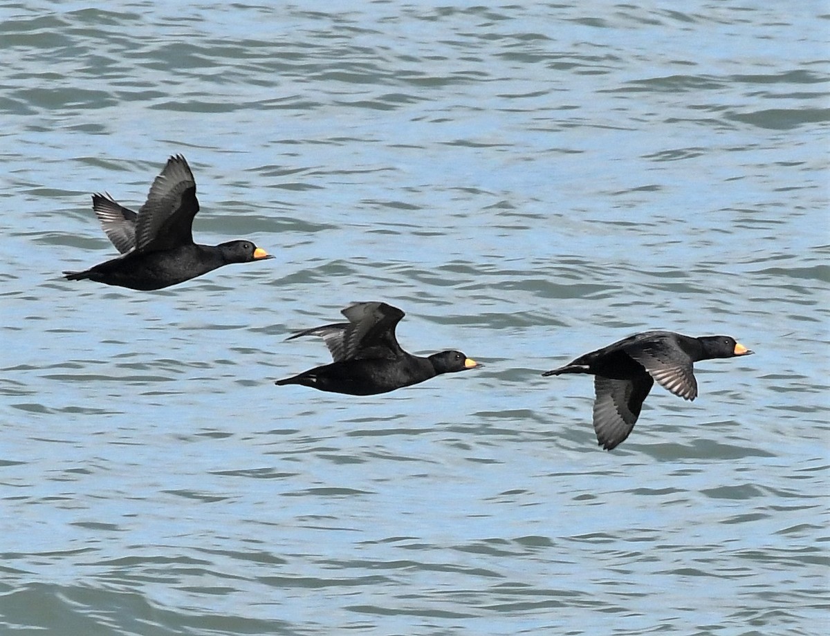 Black Scoter - David True