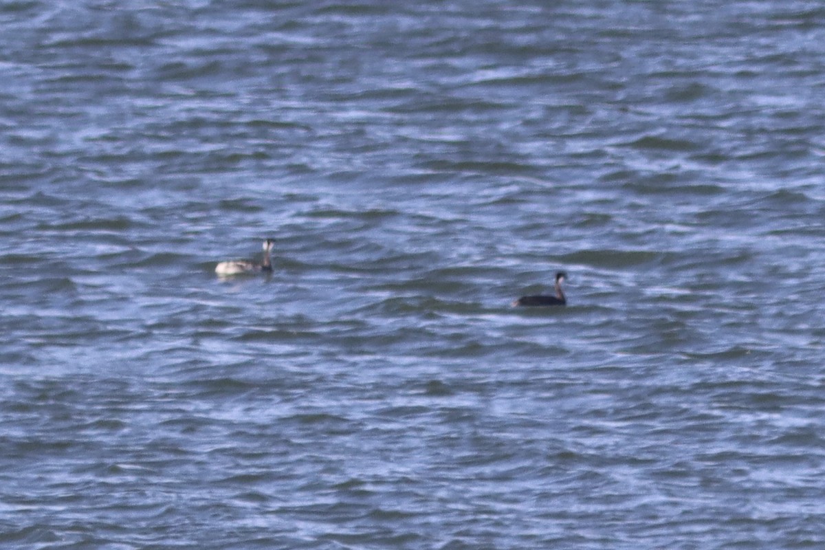 Clark's Grebe - ML499852881