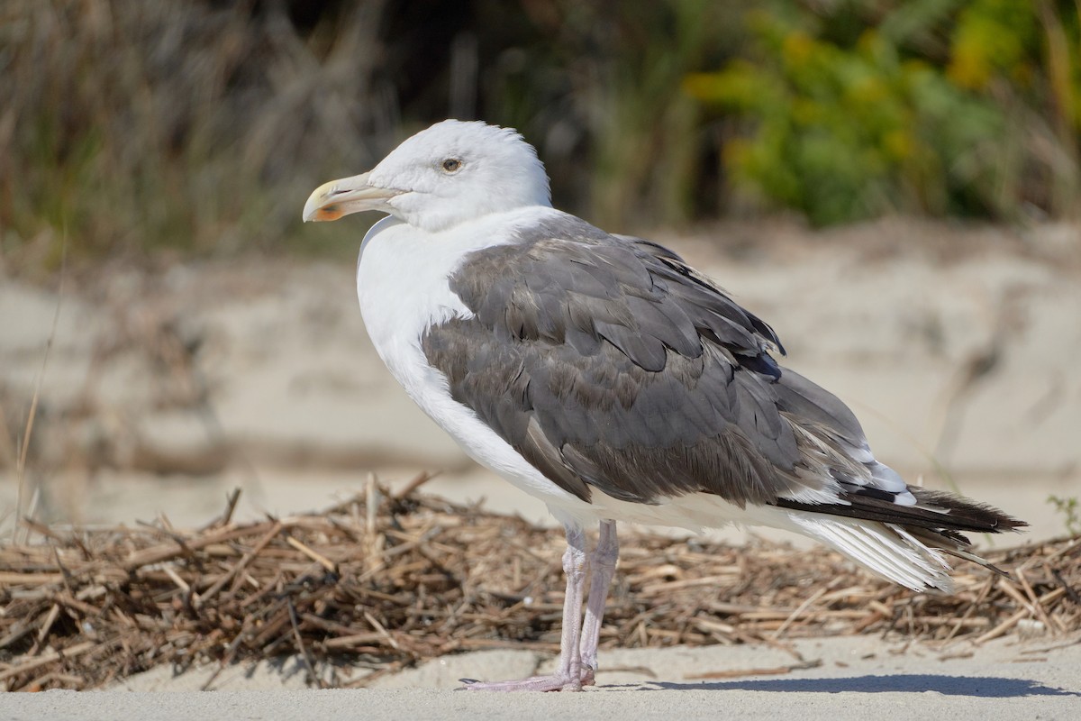 Great Black-backed Gull - Ant Tab