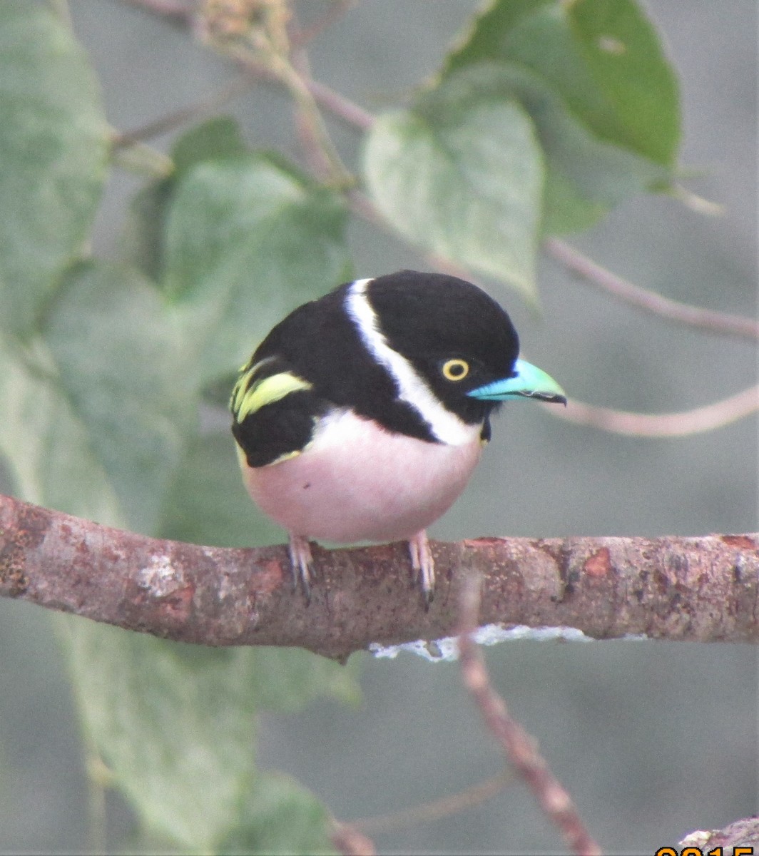 Black-and-yellow Broadbill - ML499855211