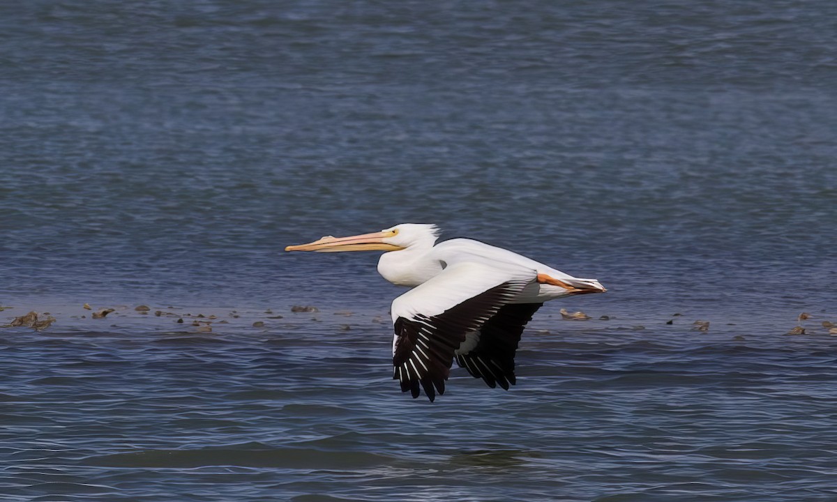pelikán severoamerický - ML499856171