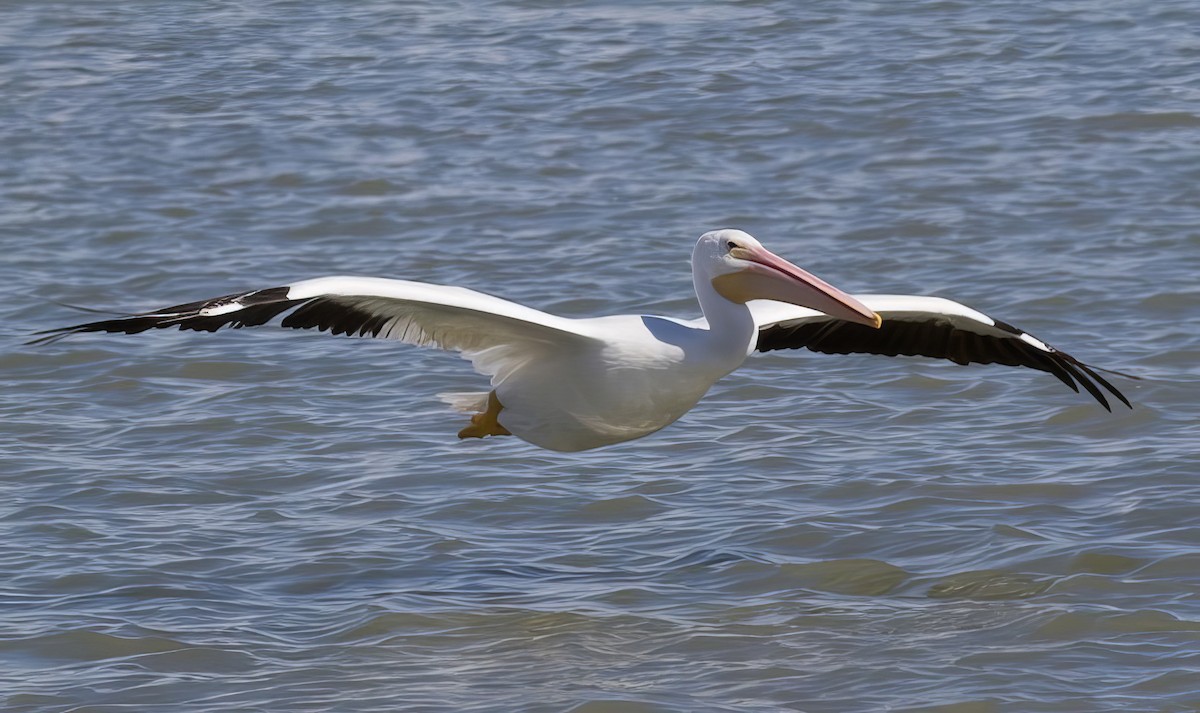 pelikán severoamerický - ML499856181