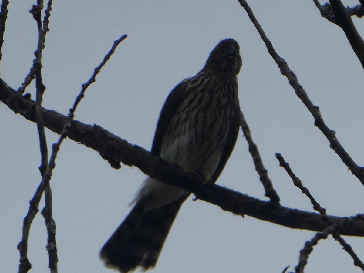 Cooper's Hawk - ML499857201