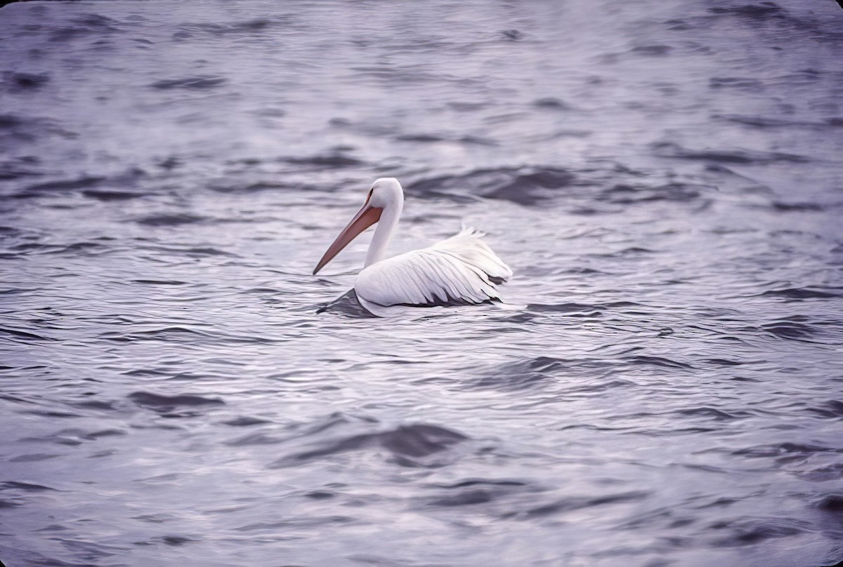 American White Pelican - ML499858711