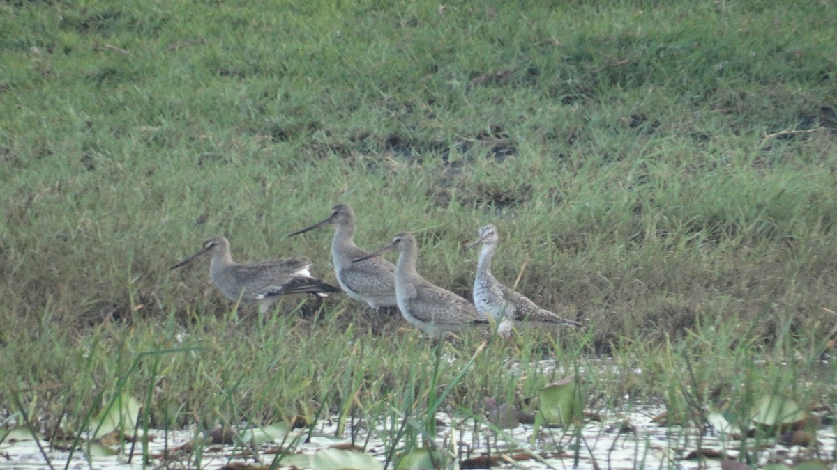 Hudsonian Godwit - ML499858961