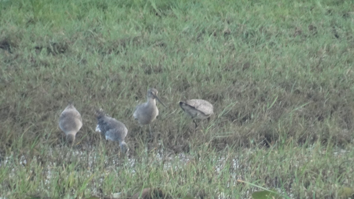 Hudsonian Godwit - ML499859201